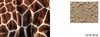 【现货】Jon McCormack: Patterns: Art of the Natural World / 乔恩·麦科马克：图案：自然世界的艺术 商品缩略图2