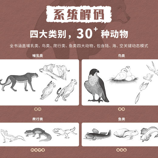 动物动态参考笔记 动物绘画动物速写教程 动物结构解剖兽设OC动作参考姿态设计 绘画素材图库 商品图1