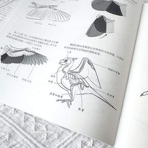 动物动态参考笔记 动物绘画动物速写教程 动物结构解剖兽设OC动作参考姿态设计 绘画素材图库 商品图4