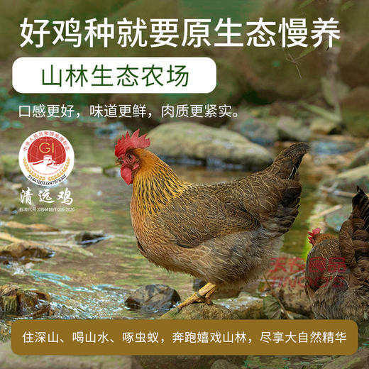 【免洗免切】天农食品 林涧散养清远鸡切块 450g*3盒 皮薄爽脆鸡肉细腻 商品图5
