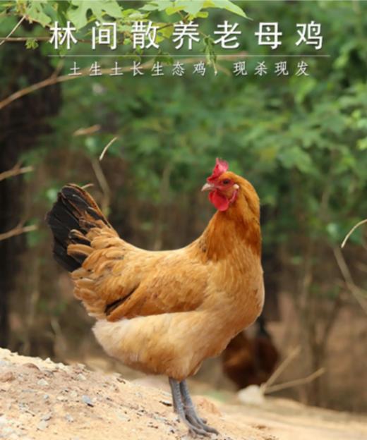 【89元到手3只！】南鲜港湾·林间散养老母鸡｜500天土鸡，皮薄肉紧、鸡油黄，一锅满屋鲜香！ 商品图1