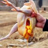【89元到手3只！】南鲜港湾·林间散养老母鸡｜500天土鸡，皮薄肉紧、鸡油黄，一锅满屋鲜香！ 商品缩略图3