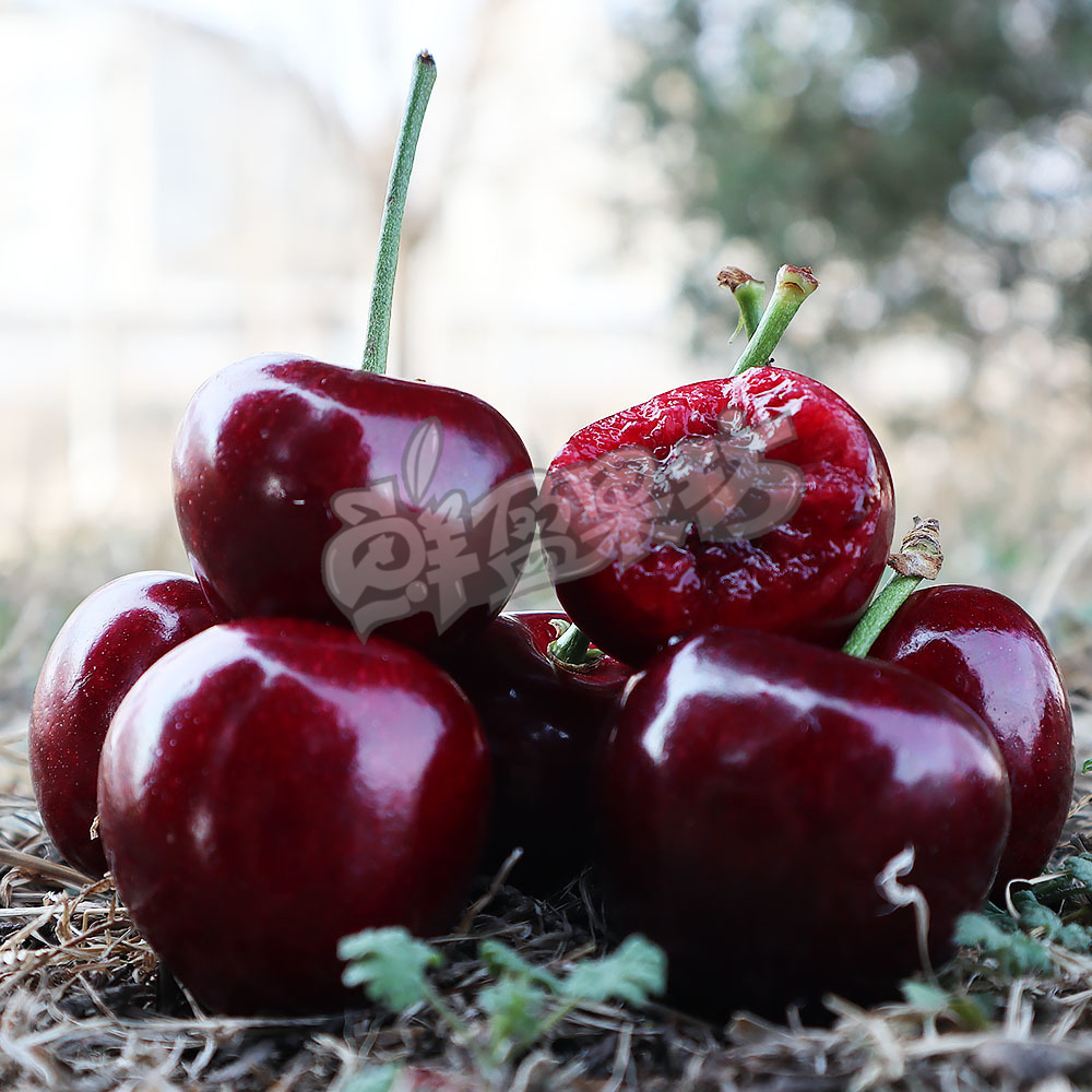 大连俄八7J车厘子