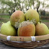 新疆库尔勒香梨 商品缩略图0
