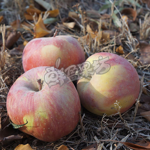 阿克苏糖心苹果 商品图0