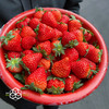 【有仙气的草莓】孕妇儿童放心吃，本地红颜草莓，无膨大剂，无催熟，自然成熟，当季时鲜！！ 商品缩略图0