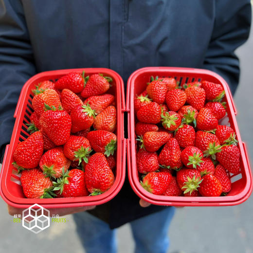 【有仙气的草莓】孕妇儿童放心吃，本地红颜草莓，无膨大剂，无催熟，自然成熟，当季时鲜！！ 商品图1