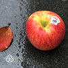 【爱妃苹果】新西兰envy 爱妃苹果，果肉紧致，带香味，颜值口感俱佳，脆甜爽口，号称不氧化苹果！ 商品缩略图1