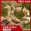 现杀现发 3天左右发货【散养两年以上的农家老麻鸭】自由散养纯粮食喂养的农村鸭子 皮肉紧实口感巴适 商品缩略图1