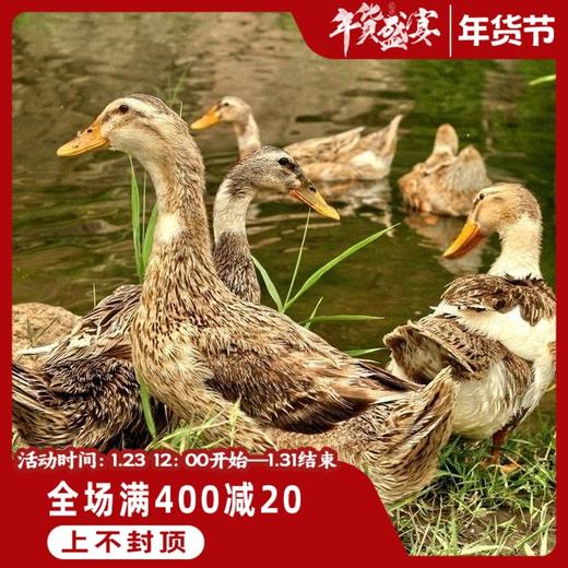 现杀现发 3天左右发货【散养两年以上的农家老麻鸭】自由散养纯粮食喂养的农村鸭子 皮肉紧实口感巴适 商品图1