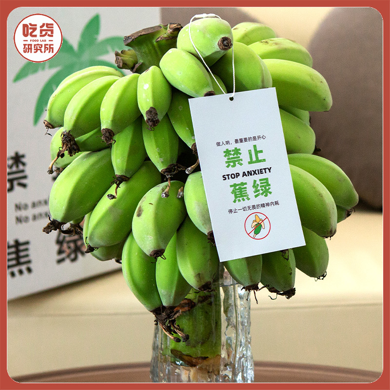 【禁止蕉绿 好吃好玩】福建漳州 水培香蕉 可食用小米蕉 软糯酸甜桌面水培