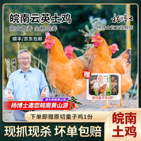 散养6个月左右的小母鸡，炒着吃就是香