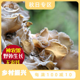 康在此 湖北神农架房县椴木黑木耳150g