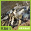 生态草鱼（冷鲜，仅限广东省内下单）  | 绿家自产 * Eco- Grass Carp | Self-production 商品缩略图0