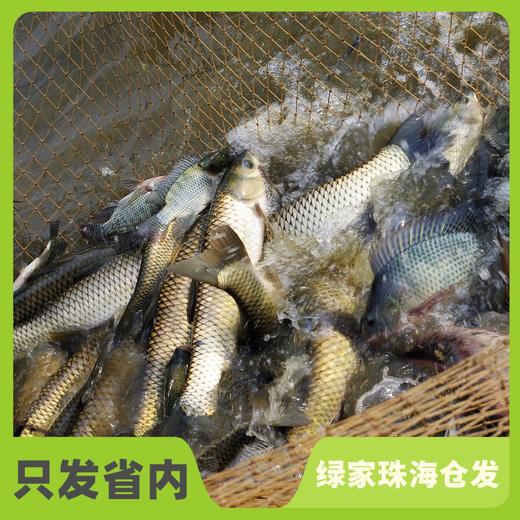 生态草鱼（冷鲜，仅限广东省内下单）  | 绿家自产 * Eco- Grass Carp | Self-production 商品图0