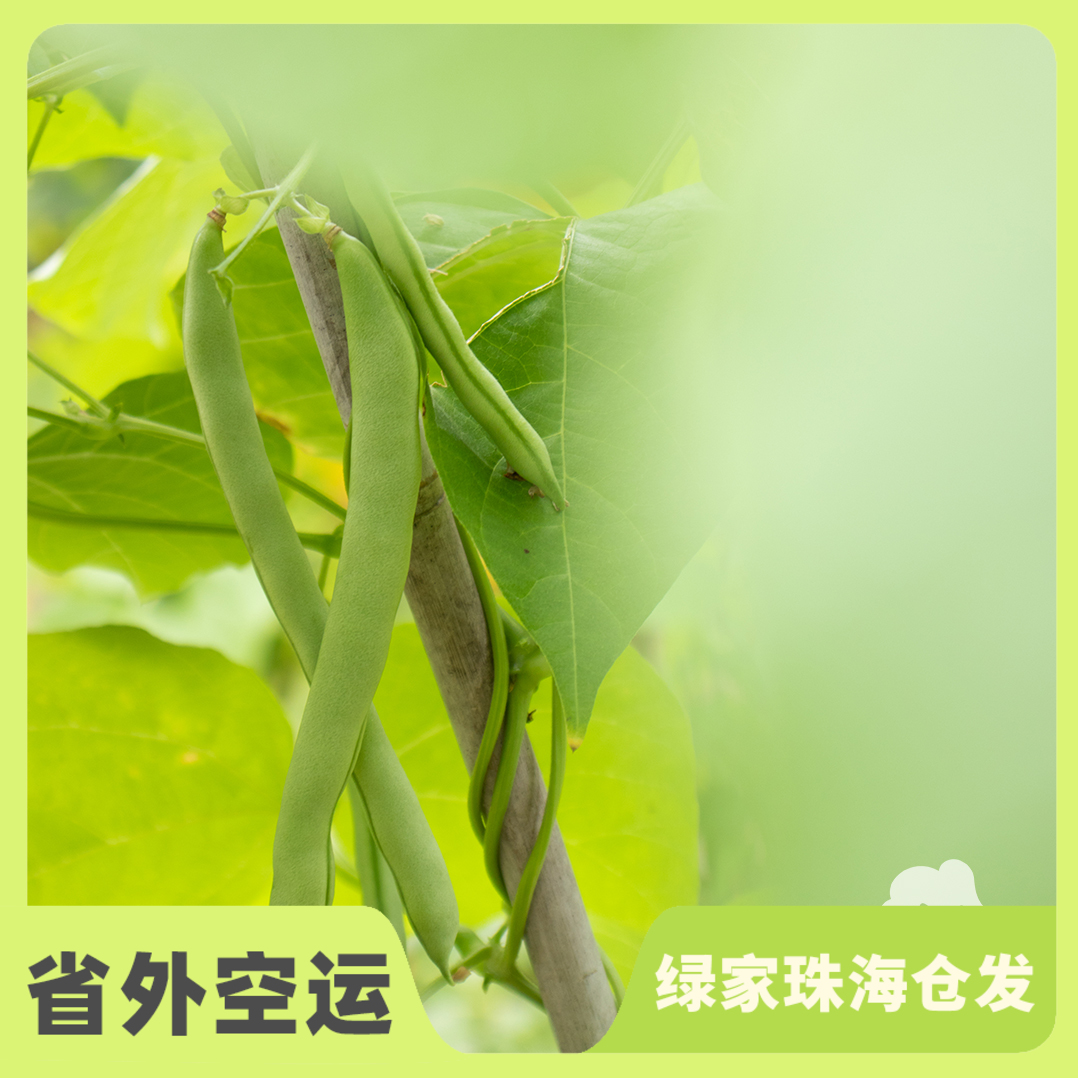 生态四季豆 | 绿家自产Organic kidney bean | Self-production