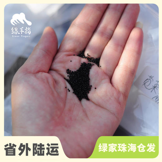 种子·苋菜 | 公平贸易 * Amaranth seeds | Fair Trade Items 商品图0