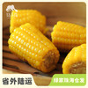 有机糯玉米（鲜食真空包装） | 合作生产* Organic fresh corn | Coproduction 商品缩略图0