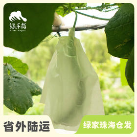 园艺·瓜果套袋 | 公平贸易 * Fruit Bagging | Fair-Trade