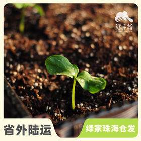 种子·青瓜 | 公平贸易 * Cucumber seeds | Fair Trade Items