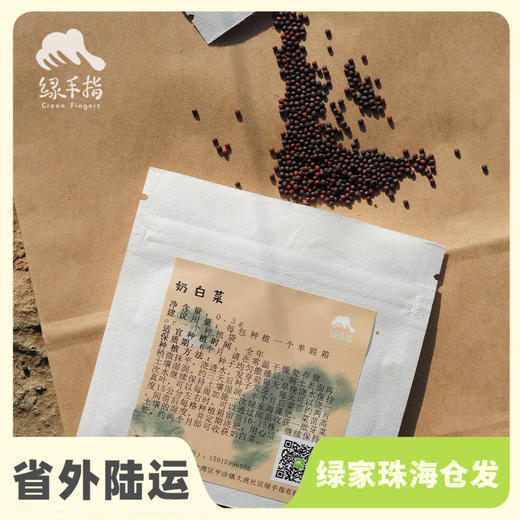 种子·奶白菜 | 公平贸易 * Milk Chinese cabbage seeds | Fair Trade Items 商品图0