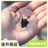 种子·小白菜 | 公平贸易 * Chinese cabbage seeds | Fair Trade Items 商品缩略图0