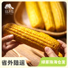 有机水果玉米（鲜食真空包装） | 合作生产* Organic fruit corn | Coproduction 商品缩略图0