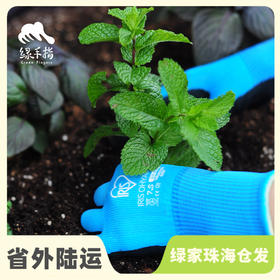 园艺手套 | 公平贸易 * Gardening glove | Fair-Trade