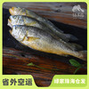 野生东山岛黄花鱼| 合作生产 * Wild yellow croaker | Coproduction 商品缩略图0