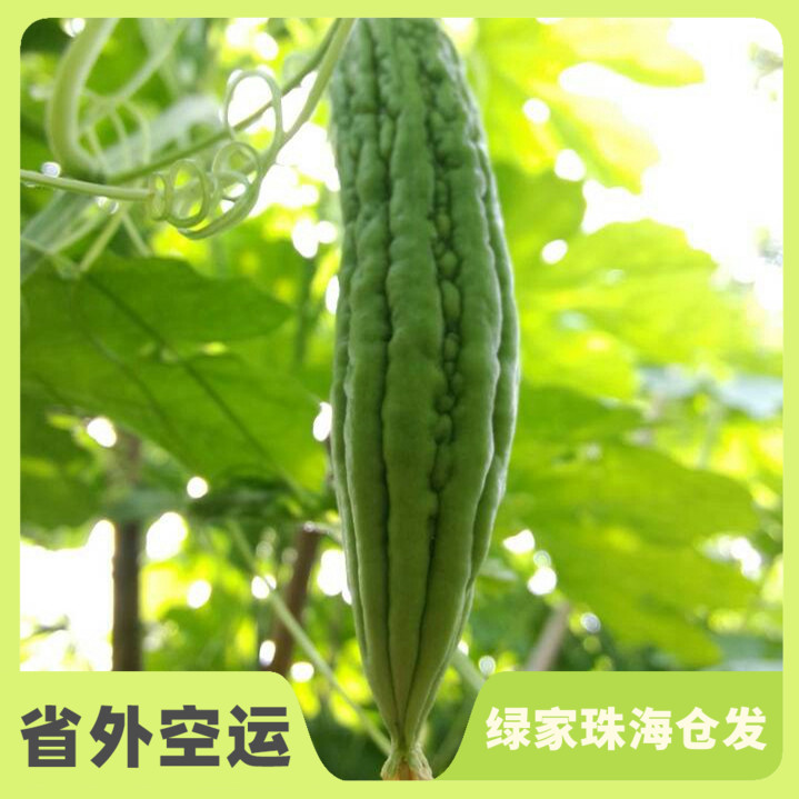 生态苦瓜 | 绿家自产*Eco-momordica charantia | Self-production