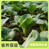 生态苏州青 | 绿家自产* Eco-Chinese cabbage | Self-production 商品缩略图0