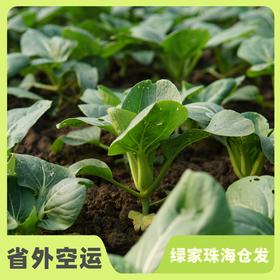 生态苏州青 | 绿家自产* Eco-Chinese cabbage | Self-production