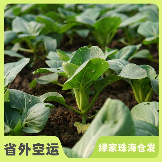 生态苏州青 | 绿家自产* Eco-Chinese cabbage | Self-production 商品图0