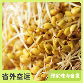 生态黄豆芽 | 绿家自产* Ecological soybean sprouts | Self-production