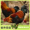 生态清远鸡阉鸡 | 绿家自产* Eco-Chicken | Self-production 商品缩略图0