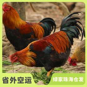 生态清远鸡阉鸡 | 绿家自产* Eco-Chicken | Self-production