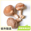 有机鲜香菇 | 绿家自产 * Organic tea shitake | Self-production 商品缩略图0