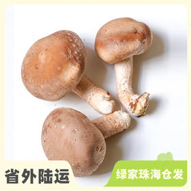 有机鲜香菇 | 绿家自产 * Organic tea shitake | Self-production