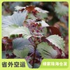 生态紫苏 | 绿家自产 *Eco- perilla | Self-production 商品缩略图0