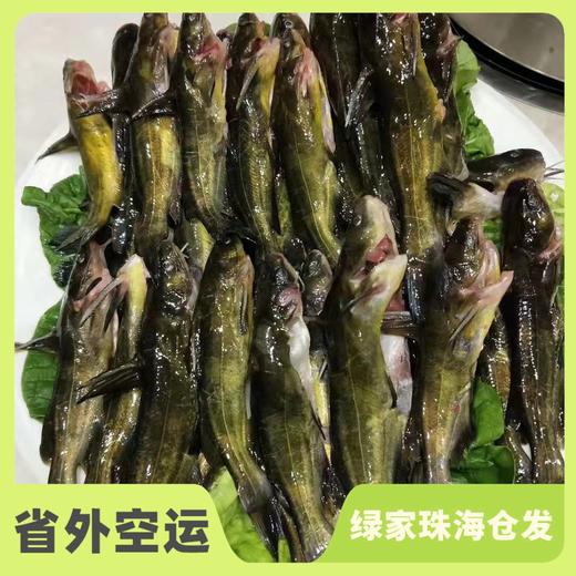 有机黄辣丁鱼 | 合作生产 * Organic-Huang spicy fish| Coproduction 商品图0