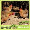 生态鸡份额（母鸡，客服打电话确认后发货）| 绿家自产* Eco- chicken shares | Self-production 商品缩略图0