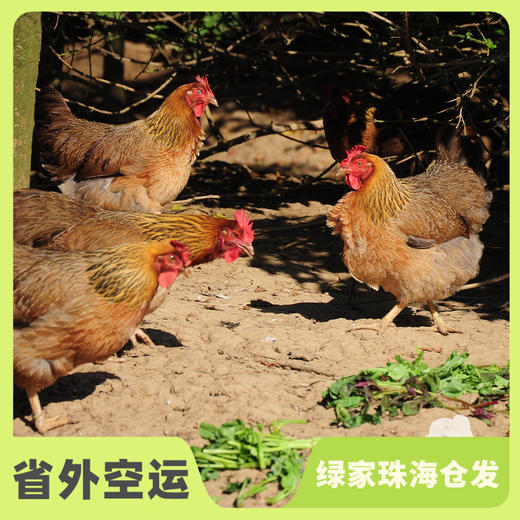 生态鸡份额（母鸡，客服打电话确认后发货）| 绿家自产* Eco- chicken shares | Self-production 商品图0