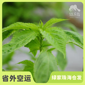 生态麻叶 | 绿家自产* Eco-apocynum leaves | Self-production