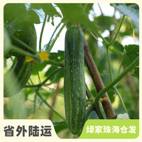 生态黄瓜（大吊瓜，潮汕老品种） | 绿家自产* Eco-cucumber | Self-production