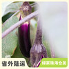 生态茄子 | 绿家自产 * Eco-aubergine | Self-production 商品缩略图0