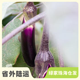 生态茄子 | 绿家自产 * Eco-aubergine | Self-production