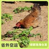 生态老母鸡 | 绿家自产 *Eco-hens | Self-production 商品缩略图0