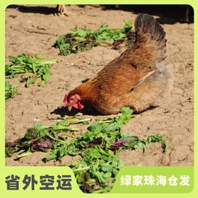 生态老母鸡 | 绿家自产 *Eco-hens | Self-production