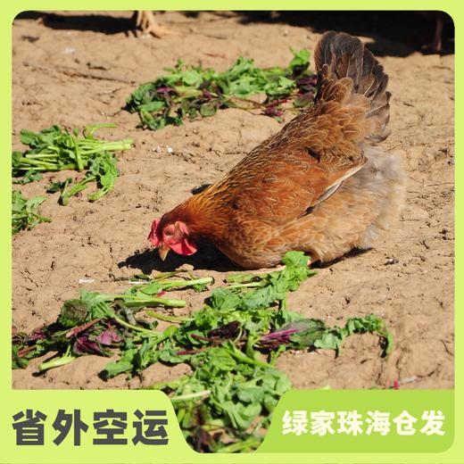 生态老母鸡 | 绿家自产 *Eco-hens | Self-production 商品图0