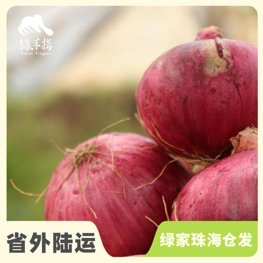 生态洋葱（河北） | 合作生产* Eco- onion | Coproduction 商品图0